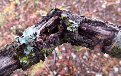 Typisches Nest von Crematogaster scutellaris in einem morschen Korkeichen Ast. / scutellaris.JPG scutellaris.JPG