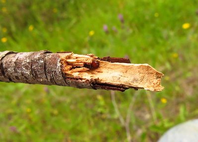 Crematogaster scutellaris in Gründungsnest. Das Ästchen ist so eng, dass sich die Königin nicht mal drehen kann. / scutellaris (2).JPG scutellaris (2).JPG