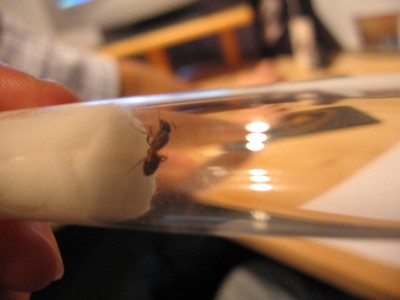 Nochmal Queen Nr. 6.JPG