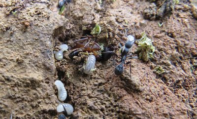 Tote Camponotus pilicornis Arbeiterin in Aphaenogaster senilis Nest. / pilicornis.JPG pilicornis.JPG