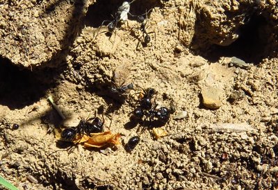 Messor barbarus Arbeiterinnen in einem Aphaenogaster senilis Nest. / messor senilis.JPG messor senilis.JPG