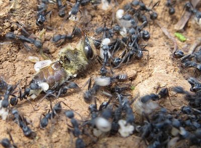 Erbeutete Biene. / biene.JPG biene.JPG