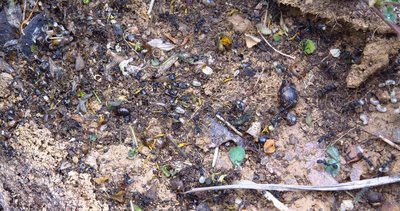 Aphaenogaster senilis Nestkammer gefüllt mit verschiedenen Beutetierresten und sonstigem alten Fressen / senilis zeugs.JPG senilis zeugs.JPG