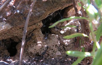 senilis eingang (2).JPG