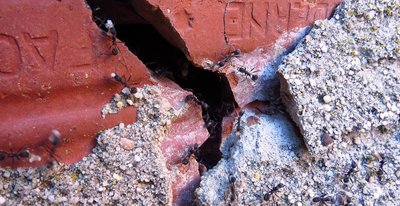 Aphaenogaster senilis ziehen in ein neu erschlossenes Nest ein. / neues nest.JPG neues nest.JPG