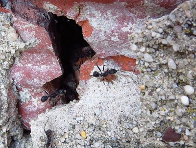 neu aphaenogaster.JPG