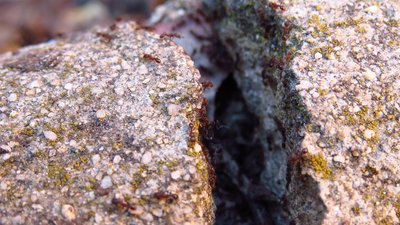 Tetramorium Arbeiterinnen schwärmen aus dem alten Nest, aus dem noch vor Sekunden panisch die Brut entfernt wurde. / tetramorium.JPG tetramorium.JPG