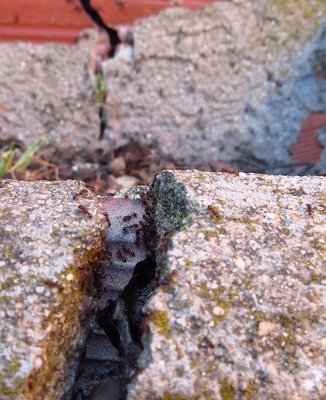 Im Vordergurnd das alte nun von Tetramorium besetzte Nest. Im Hintergrund des Bildes sieht man Aphaenogaster senilis beim Einzug ins neue Nest. / vergleich.JPG vergleich.JPG