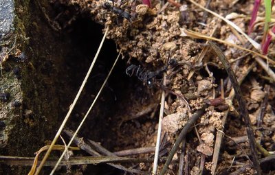 Aphaenogaster senilis erbeutet Arbeiterin einer anderen artverwandten Kolonie. / senilissenilis.JPG senilissenilis.JPG