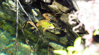 frosch.JPG