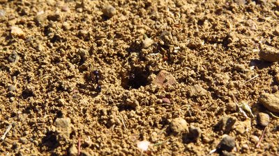 messor klein (2).JPG