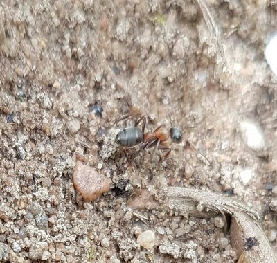 Ameise / 20160519_223310.jpg 20160519_223310.jpg