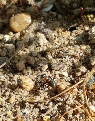 Ameise / 20160520_093029.jpg 20160520_093029.jpg