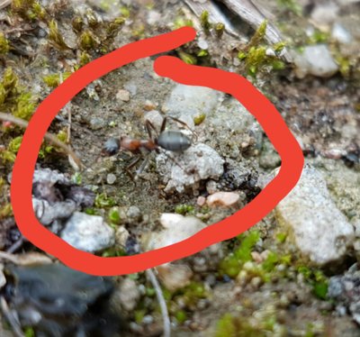 Ameise / 20160519_123912.jpg 20160519_123912.jpg