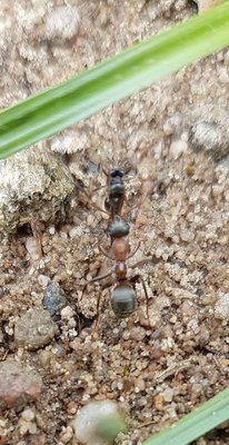 Ameise / 20160519_223434.jpg 20160519_223434.jpg