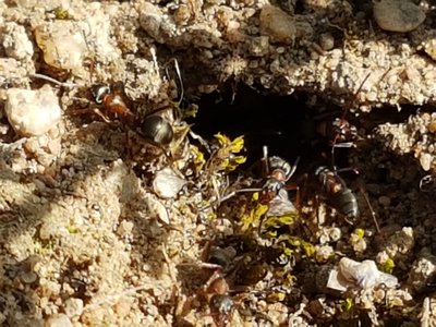 Ameise / 20160520_092754.jpg 20160520_092754.jpg