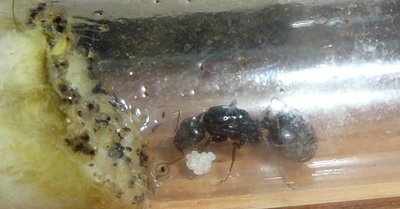 älteres Bild / Messor (1).JPG Messor (1).JPG