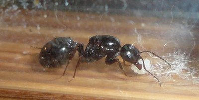 älteres Bild / Messor (2).JPG Messor (2).JPG
