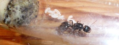 neueres Bild / Messor neuer (1).JPG Messor neuer (1).JPG