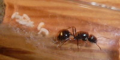 neueres Bild / Messor neuer (2).JPG Messor neuer (2).JPG