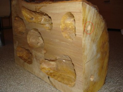 Das Nest mit Befeuchtungsloch.JPG