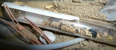 Die "warme" Kolo hat die Nesteinsicht verhindert / niger r neuer.JPG niger r neuer.JPG