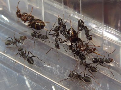 iberoformica (2).JPG