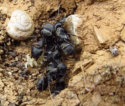 camponotus sp (2).JPG