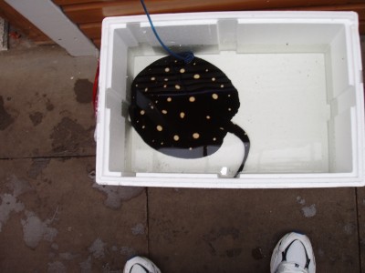 Leo Stingrays 006.jpg