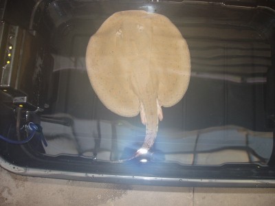New Stingrays 004.jpg