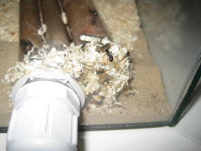 Sie beginnen die RGs mit der Schlauchverbindung zu verweben. / IMG_1058.JPG IMG_1058.JPG