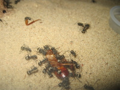 Schokoschabe immernoch SEHR beliebt. ;-) / IMG_1074.JPG IMG_1074.JPG