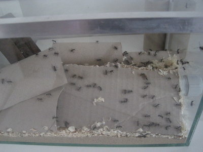 Einige Zeit ist "ins Land gezogen" und ich habe das Nestbecken etwas optimiert. Kartonteile wurden verwebt und integriert. / IMG_1101.JPG IMG_1101.JPG