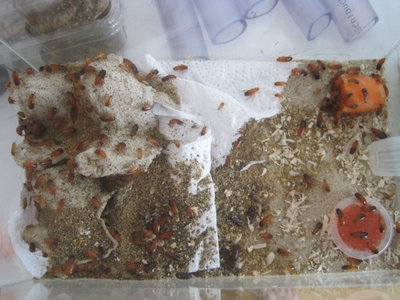 Einwurf : Schokoschaben-Zucht beginnt. Eigene Versorgung mit Futtertieren. / IMG_1229.JPG IMG_1229.JPG