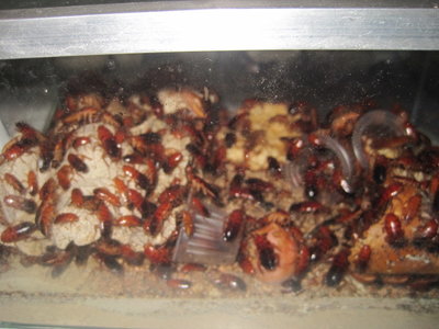 So viele sind es heute. Hoffe es ist scharf genug. Meine Kamera ist alt und schwach. Zucht scheint zu klappen. / IMG_1285.JPG IMG_1285.JPG