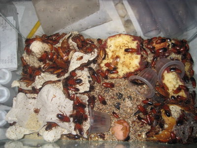 Schabenzucht aktuell und schärferes Bild. / IMG_1291.JPG IMG_1291.JPG