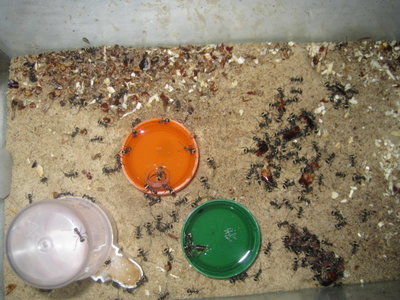 Aktuelle Arena (viel zu klein). Keine Sorge, etwa Mitte Dezember werde ich eine große Erweiterung anschaffen. / IMG_1290.JPG IMG_1290.JPG