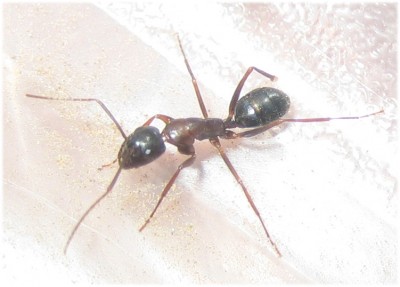 Camponotus clarithorax3.jpg