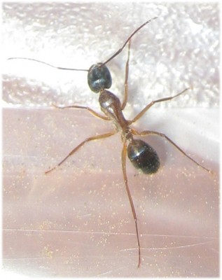 Camponotus clarithorax2.jpg