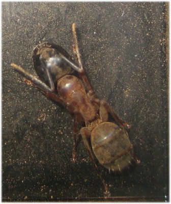 Camponotus clarithorax.jpg
