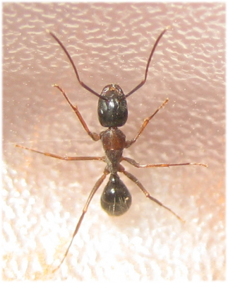 Camponotus clarithorax.png