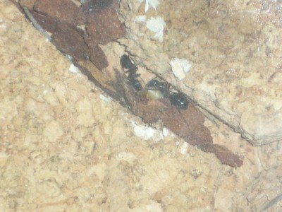 2. Mehlwurmsegment.JPG