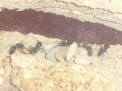 Brut und Futterkammer.JPG