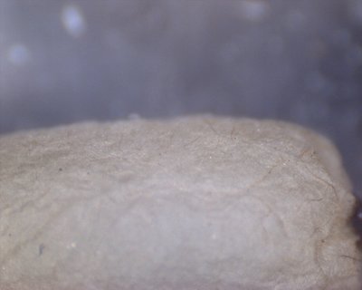 Kokon Oberfläche.jpg