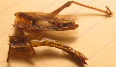 ausgefressene Heuschrecke.jpg