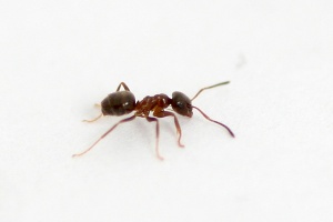 300px-Lasius_emarginatus[1].jpg