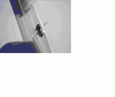 Ameise2.gif