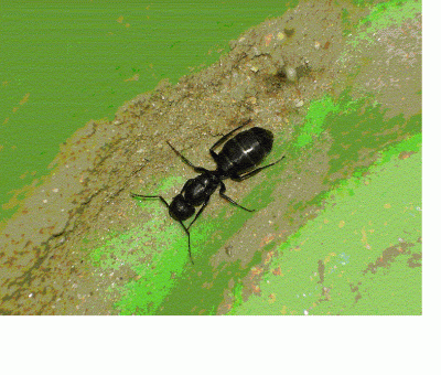 Ameise1.gif