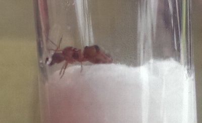 Armeisen Königin 2.jpg