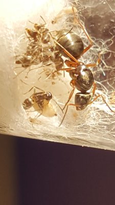 Ameise formica 3.jpg